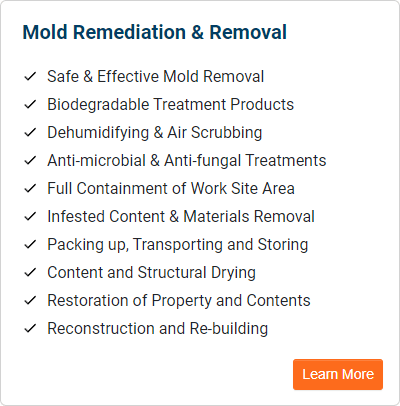 Mold Remediation and Removal services in New Jersey