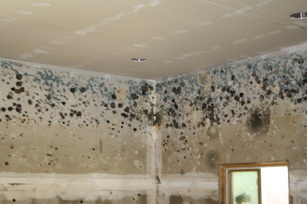 10 Warning Signs of Mold Toxicity You Should Never Ignore