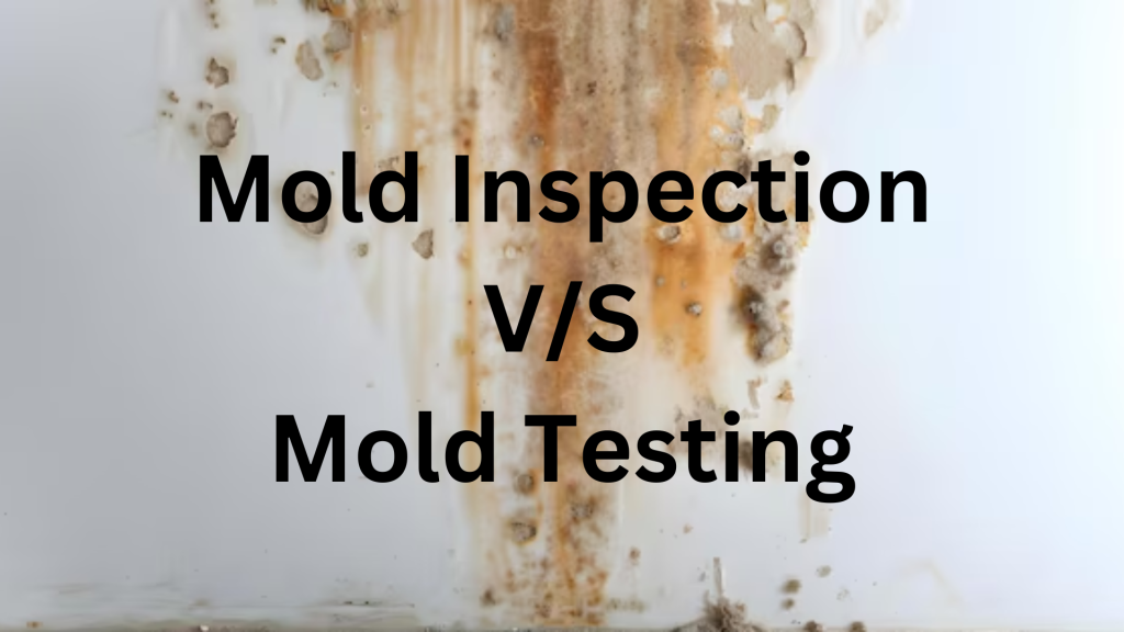 Mold Inspection VS Mold Testing