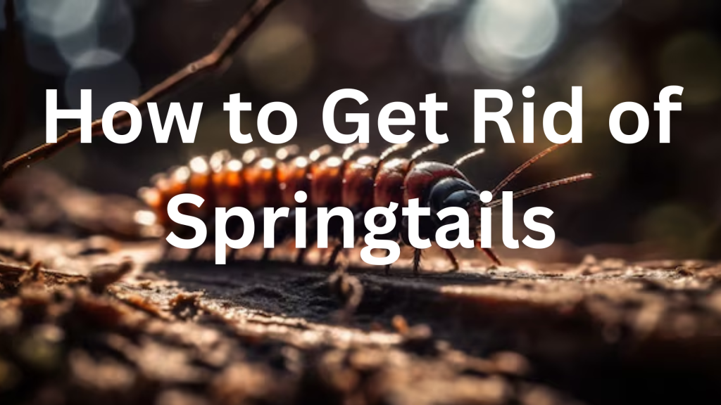 Get Rid of Springtails