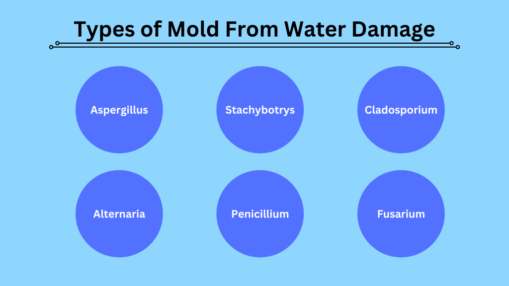 Types of Mold From Water Damage