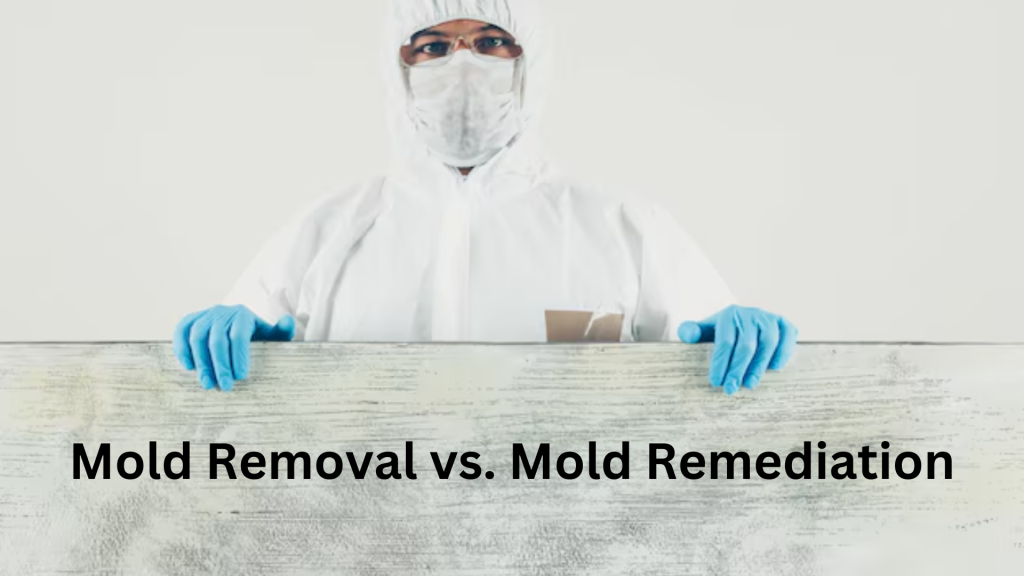 Mold Removal vs. Mold Remediation