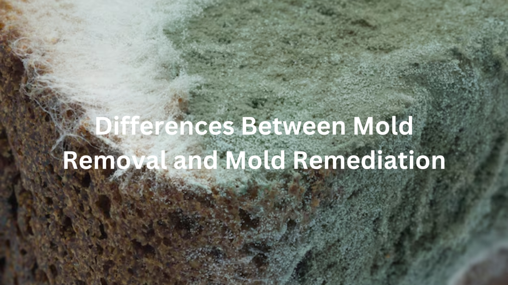 Differences Between Mold Removal and Mold Remediation