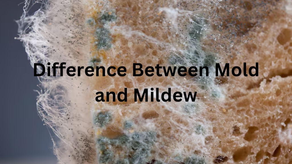 Mold vs Mildew