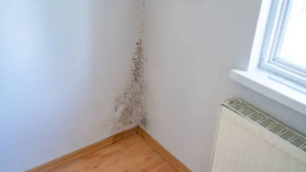 Does Vinegar Kill Mold